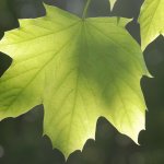 Foglia del platano - foto Pixabay